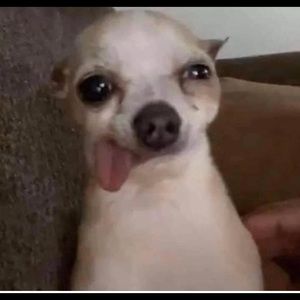 Meet your Posher, Lilia